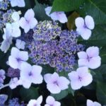 IMG_20200728_072233_2